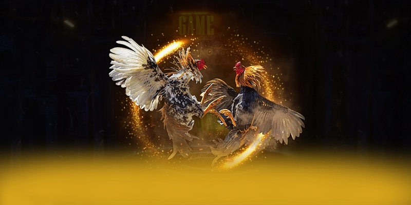 CONGA6789 - Tổng hợp đánh giá với góc nhìn khách quan.