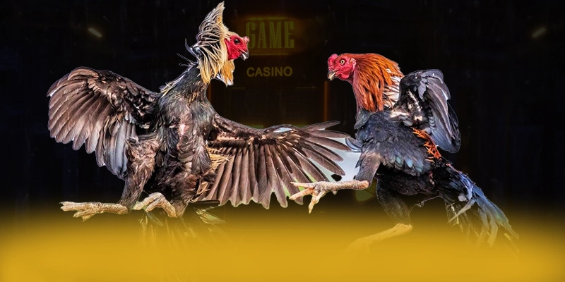 CONGA6789 - Cổng game được cấp phép được đánh giá cao – Khám phá độ uy tín của CONGA6789