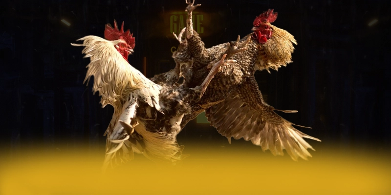 Vinbet - Nhà cái uy tín được người chơi tin dùng – Tìm hiểu Vinbet