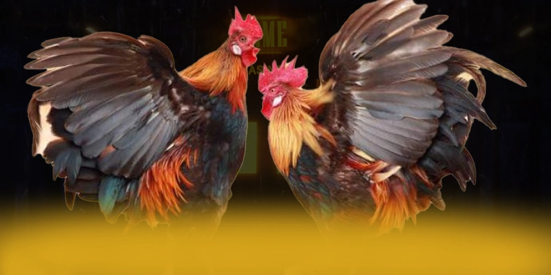 9Bet - Kết luận và đánh giá chung với đầy đủ ưu điểm nổi bật.