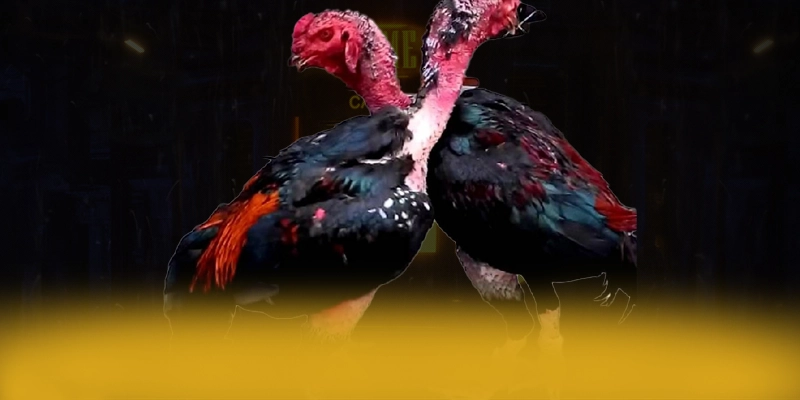 CONGA6789 - Trang game hiệu năng vượt trội trên thị trường