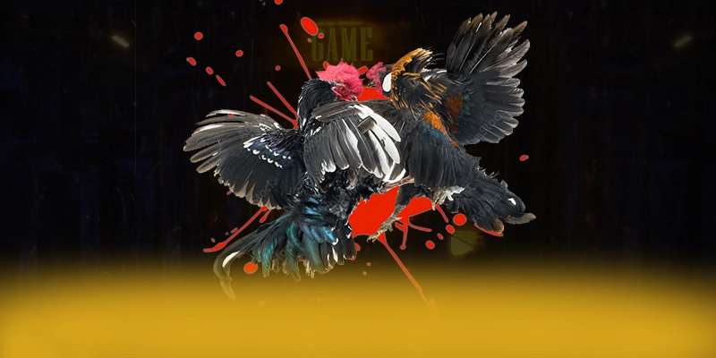 ĐÁ GÀ TRỰC TIẾP - Nhà cái được cộng đồng tin tưởng tại Việt Nam – Khám phá ngay ĐÁ GÀ TRỰC TIẾP