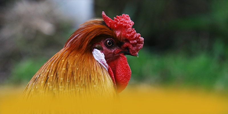 GO8 - Thương hiệu đẳng cấp được quan tâm hàng đầu