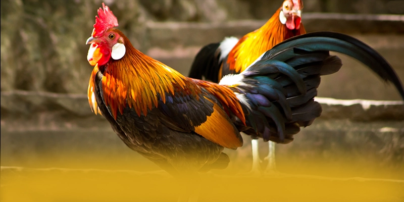 tỷ lệ kèo bóng đá – Trang game phổ biến nhất, được cộng đồng game thủ tin tưởng. tỷ lệ kèo bóng đá – Trang game phổ biến nhất, được cộng đồng game thủ tin tưởng.