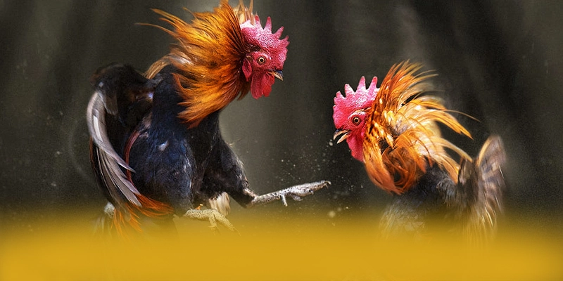 FAFA191 - Thương hiệu ưu đãi khủng được giới cược thủ đánh giá cao – Khám phá chi tiết FAFA191