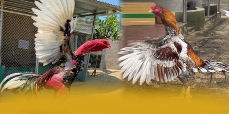 FAFA191 - Nhà cái cung cấp hàng trăm tựa game đẳng cấp hiện nay – Khám phá ngay FAFA191