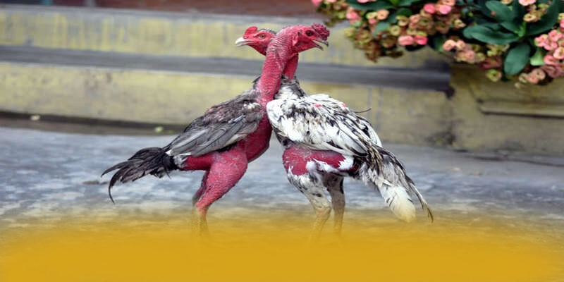 tỷ lệ kèo bóng đá - Tổng kết theo đánh giá từ người dùng. tỷ lệ kèo bóng đá - Tổng kết theo đánh giá từ người dùng.