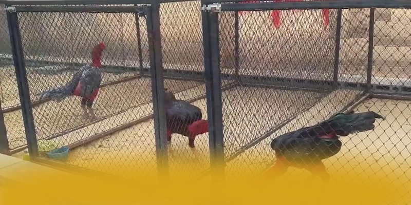 GO8 - Cổng game bài được cấp phép được yêu thích hàng đầu – Cùng tìm hiểu GO8