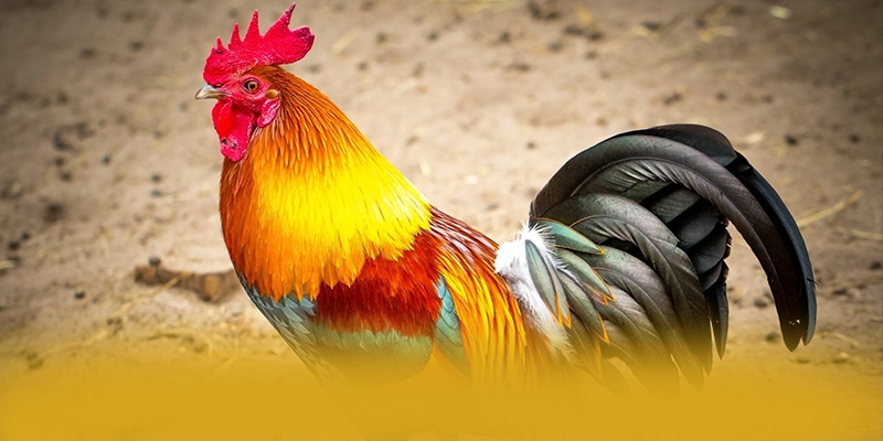 B52 - Cổng game với phần thưởng siêu lớn được cộng đồng game thủ yêu thích – Khám phá chính sách thưởng tại B52