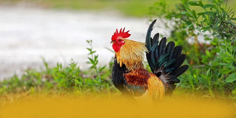 UU88 - Cổng trò chơi đẳng cấp được yêu thích nhất UU88 - Cổng trò chơi đẳng cấp được yêu thích nhất