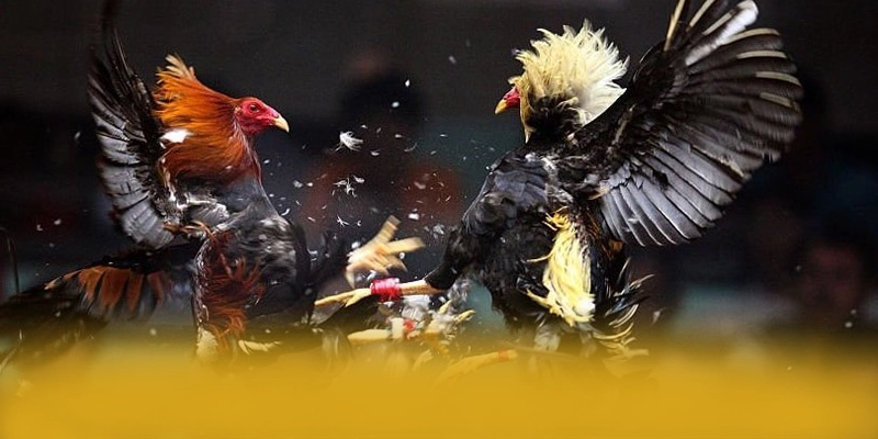 88VV - Nhà cái cung cấp hàng trăm tựa game đẳng cấp được game thủ lựa chọn – Khám phá danh mục giải trí của 88VV