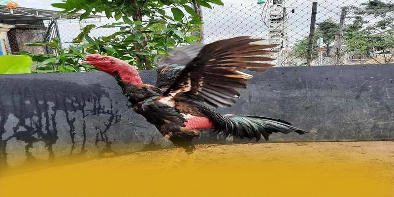 RR99 - Sân chơi phổ biến hàng đầu được yêu thích nhất