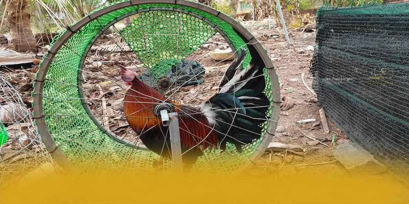 FC88 - Nền tảng cá cược mang đến thế giới game đa dạng được giới cược thủ tin tưởng – Khám phá ngay FC88